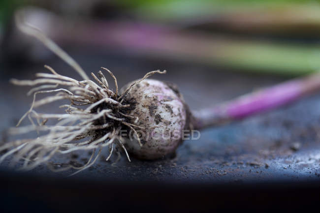 Nahaufnahme einer frisch gepflückten schmutzigen Knoblauchknolle — Stockfoto