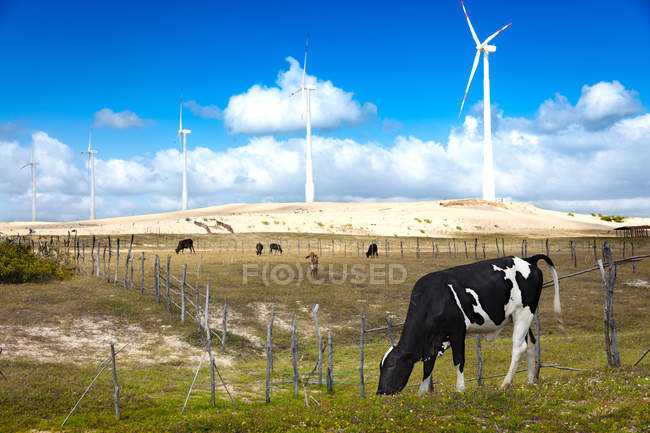 Vacas pastando en el campo y turbinas eólicas distantes - foto de stock