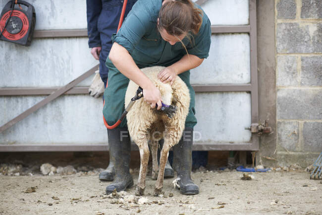 Sheep sheerer sheering sheep on farm — Stock Photo