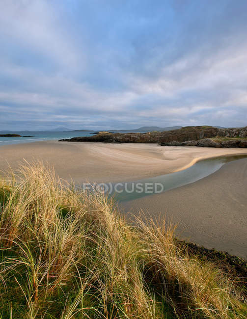 Grandes herbes poussant sur la plage — Photo de stock