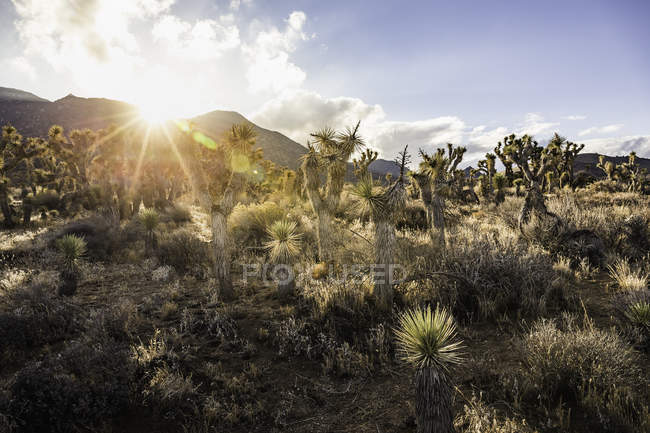 Field with sunlit cacti plants and cloudy blue sky — Stock Photo