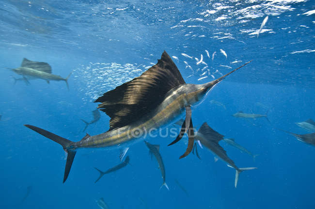 Vue sous-marine d'un groupe de voiliers corralling sardine shoal à la surface, Contoy Island, Quintana Roo, Mexique — Photo de stock