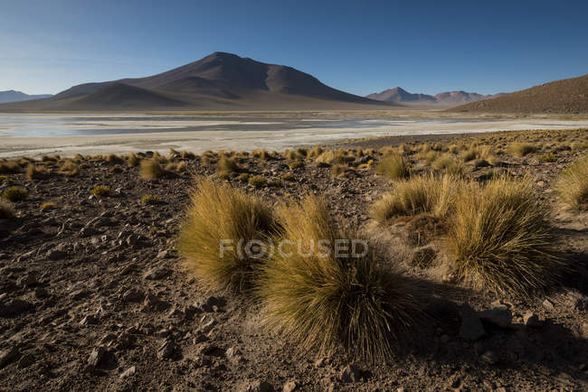Лагуна Polques, Едуардо Avaroa Андське фауни Національного заповідника, Болівія, Південна Америка — стокове фото