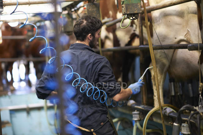 Vacas de ordeño del agricultor en la granja lechera, utilizando máquinas de ordeño - foto de stock