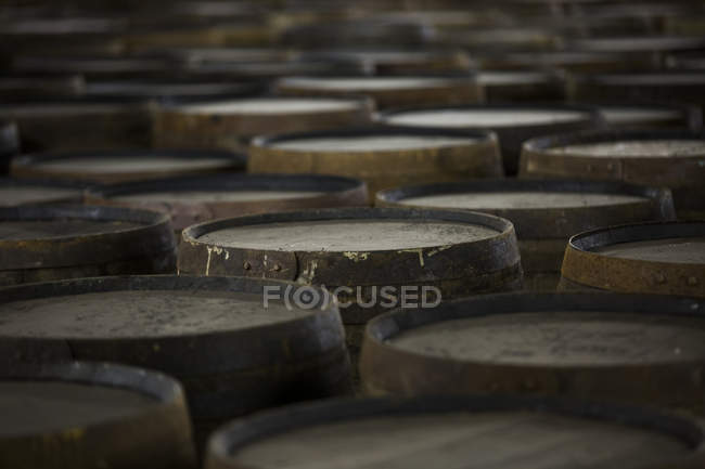 Righe di botti di whisky in legno in distilleria di whisky — Foto stock