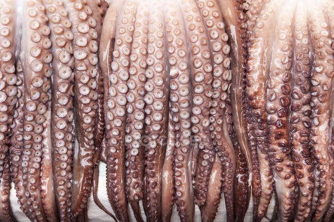 Fila de tentáculos de calamar colgados, primer plano, Corea - foto de stock
