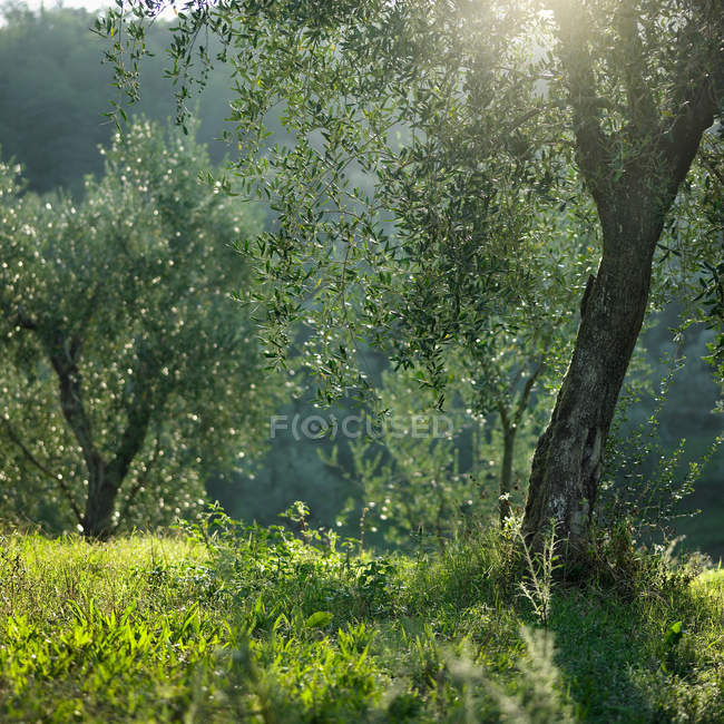 Scenic view of trees growing in meadow at sunlight — Stock Photo