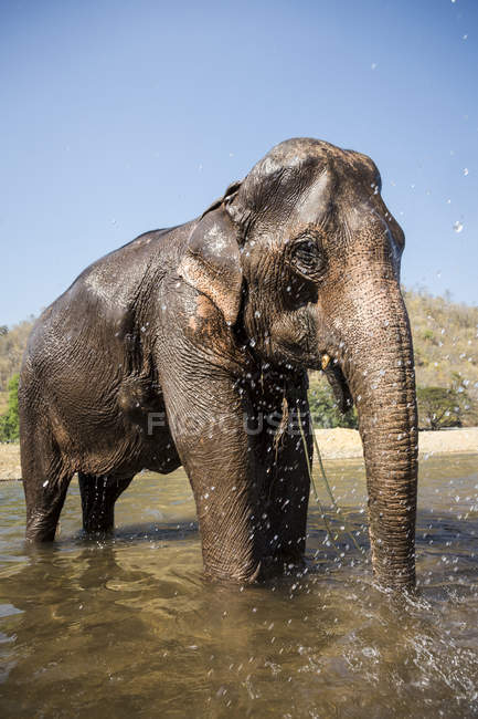 Elefante en el río en el parque - foto de stock