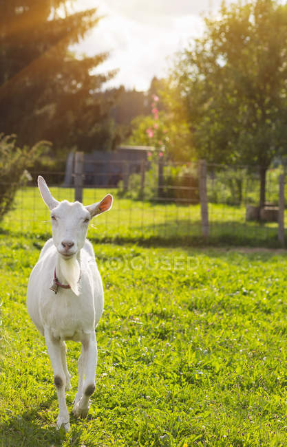 Любопытная белая коза на зеленом поле при солнечном свете — стоковое фото