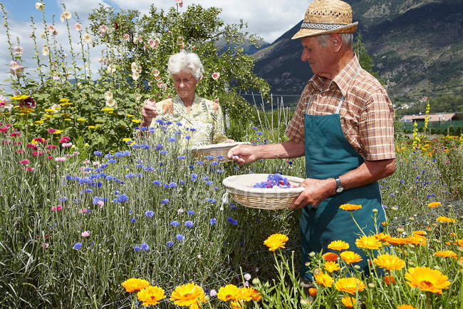 Personas mayores recogiendo flores en el campo - foto de stock