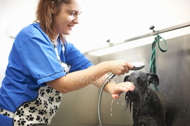 Женщина стирает собаку в зоосалоне — стоковое фото