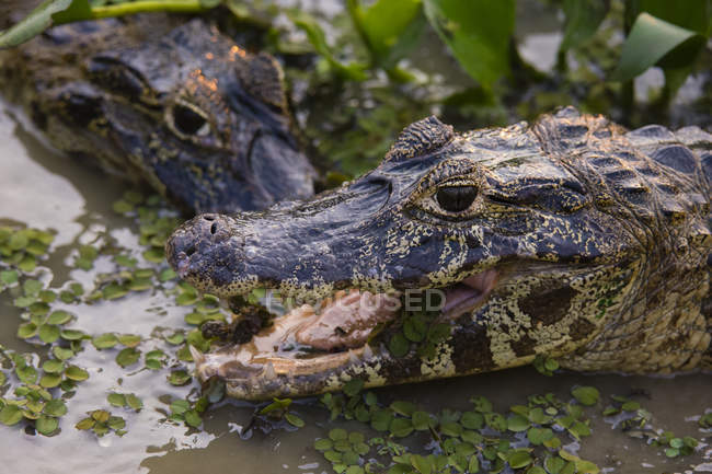 Two yacare caimans in wetland water, Pantanal, Mato Grosso, Brazil — Stock Photo