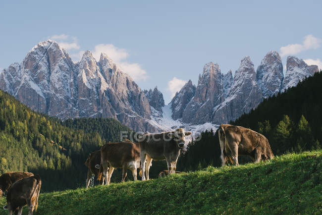 Коровы пасутся на поле в Санта-Маддалене, Валь-ди-Фунес, долине Фунес, Доломитовых Альпах, Италия — стоковое фото