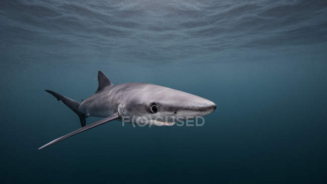 Requin bleu nageant sous l'eau — Photo de stock