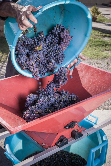 Mujer vertiendo cubo de uvas en destemmer, Quartucciu, Cerdeña, Italia - foto de stock