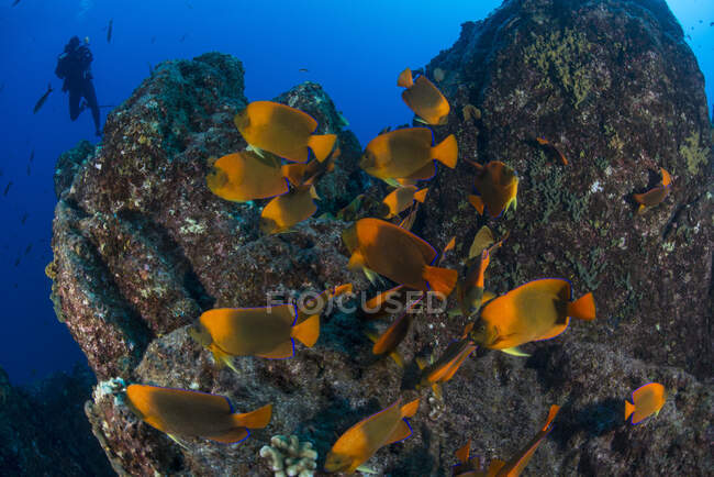 Plongeur sous-marin et poisson ange (Holacanthus clarionensis) autour des rochers, Socorro, Colima, Mexique — Photo de stock