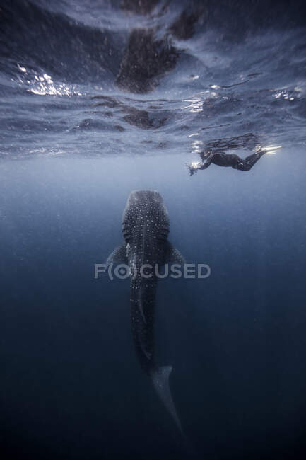 Taucher schwimmen mit Walhai, Unterwasserblick, Cancun, Mexiko — Stockfoto