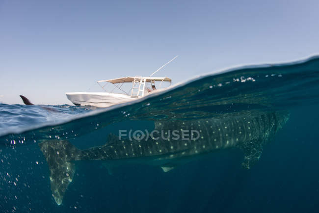 Squalo balena o typus rhyncodon che si alimenta in superficie, vista subacquea, Isla Mujeres, Messico — Foto stock