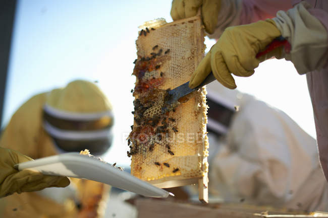 Apicultores raspando bandeja de favo de mel no telhado da cidade — Fotografia de Stock
