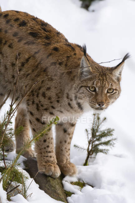 Majestic wild lynx on snow in bavarian forest national park — Stock Photo