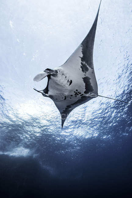 Манта-луч плавает под голубой водой — стоковое фото