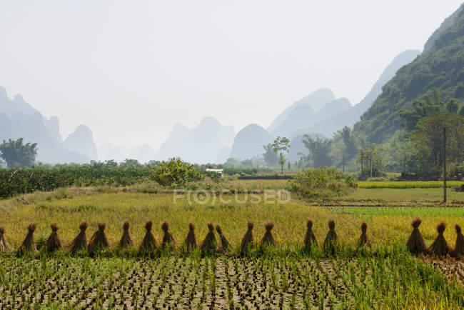 Рисовое поле во время сбора урожая — стоковое фото