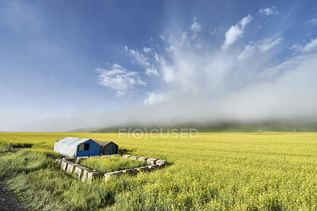 Paddy field, Menyuan, Qinghai Province, China — стокове фото