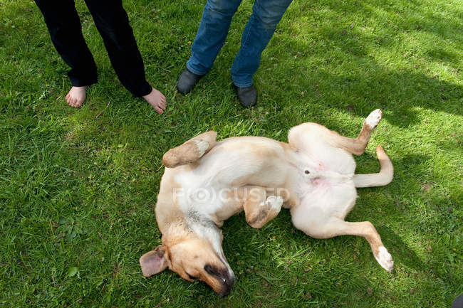 Високий кут зору Собака котиться на спині на траві біля дітей — стокове фото
