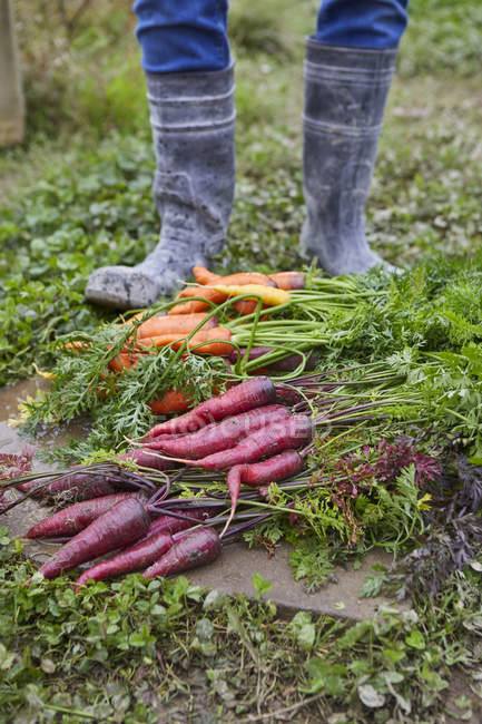 Vista recortada del hombre cosechando zanahorias - foto de stock