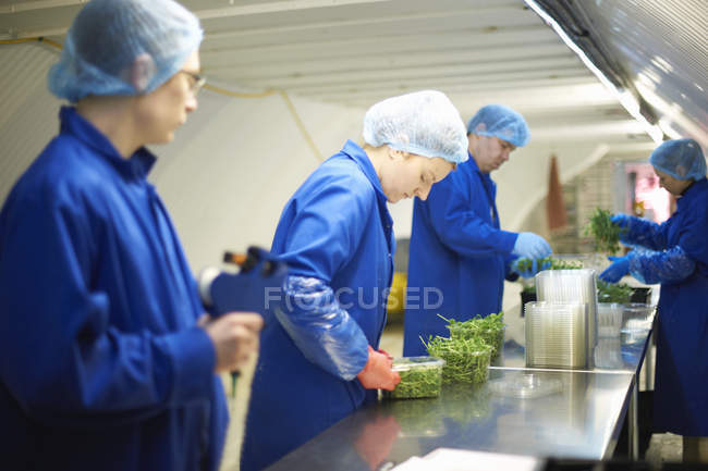 Travailleurs sur la chaîne de production portant des filets à cheveux emballage légumes — Photo de stock