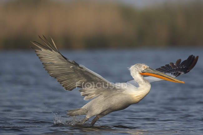 Pelicano dálmata decolando de madrugada — Fotografia de Stock