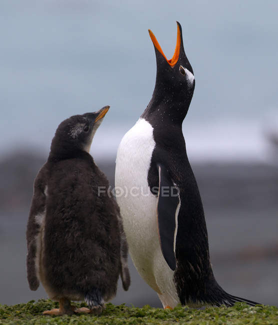 Gentoo пінгвінів і Чик — стокове фото
