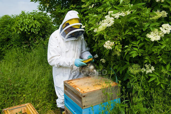 Beekeeper wearing protective clothing using bee smoker on hive — Stock Photo