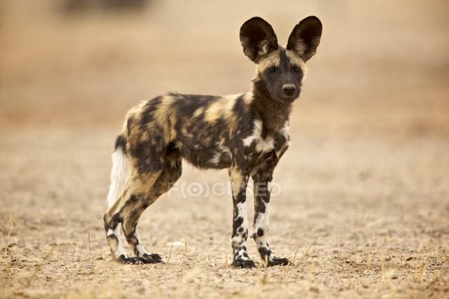 Jovem cão selvagem em pé em terra seca — Fotografia de Stock