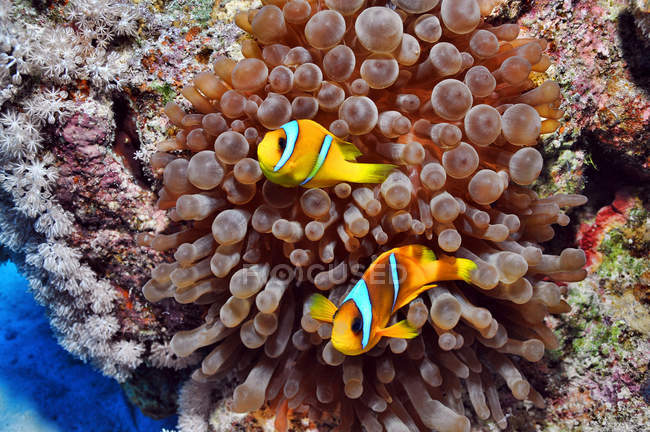 Peixes de anêmona no Mar Vermelho — Fotografia de Stock
