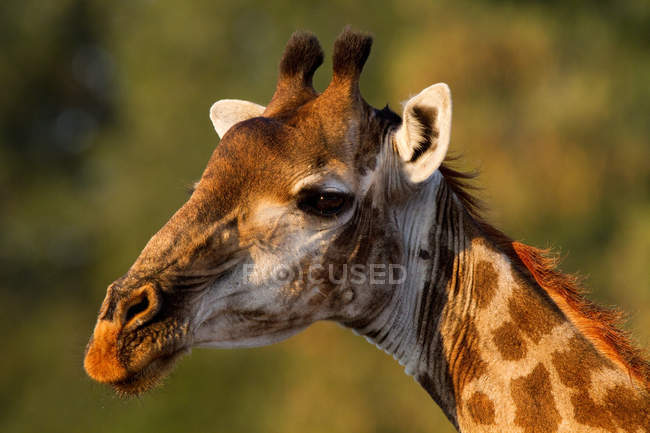 Portrait de girafe au parc national Kruger — Photo de stock