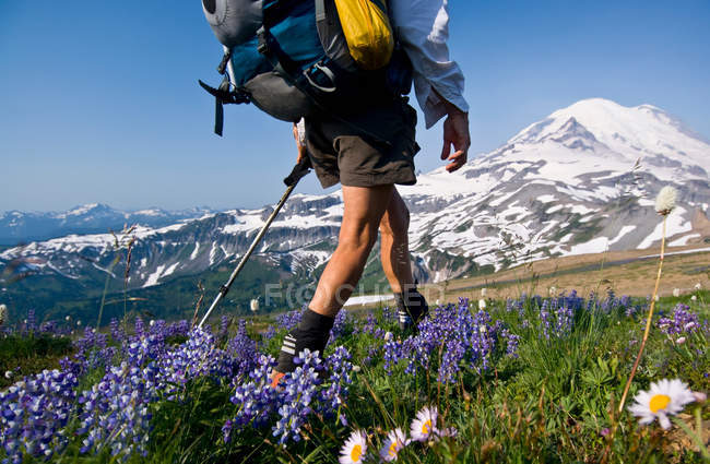 Backpacker auf Cowlitz, Mount Rainier Nationalpark, Washington, USA — Stockfoto