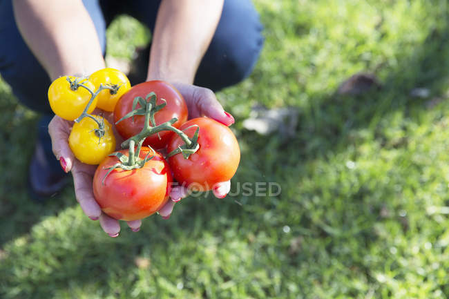 Handvoll roter und gelber Tomaten, Nahaufnahme — Stockfoto