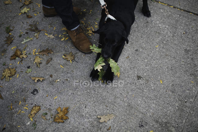 Imagem cortada do homem andando cão, vista aérea — Fotografia de Stock