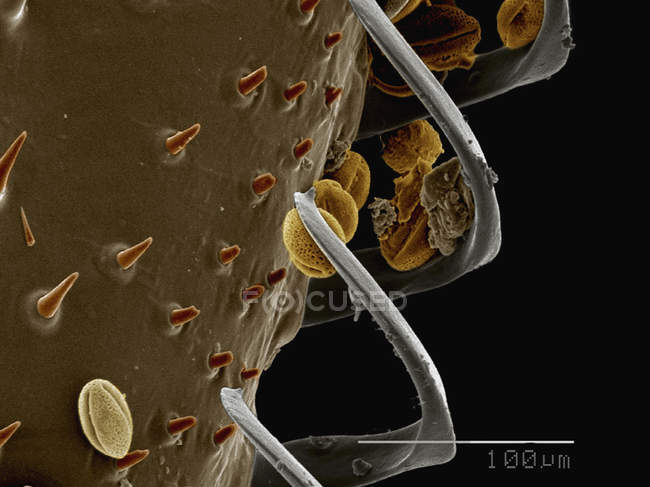 Coloured scanning electron micrograph of hamuli on wing of bumblebee — Stock Photo