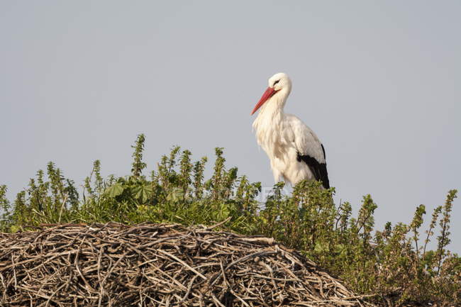 Cicogna bianca che nidifica su massi di granito — Foto stock