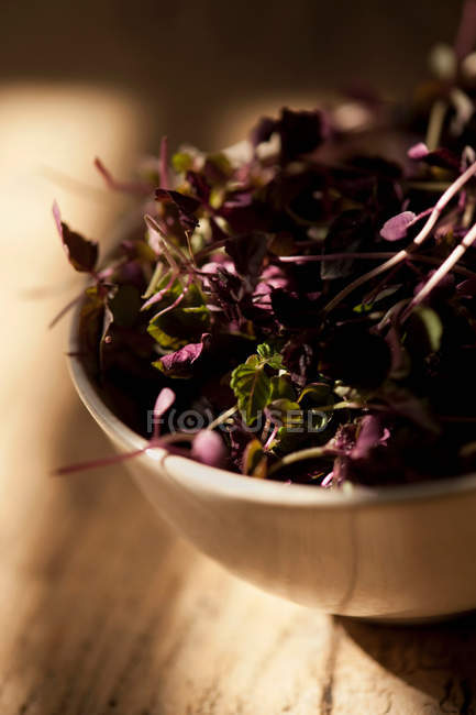 Миска фіолетового листя базиліка — стокове фото