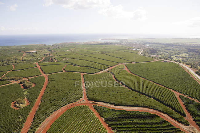 Повітряний вид на поля кавових ферм у яскравому сонячному світлі — стокове фото