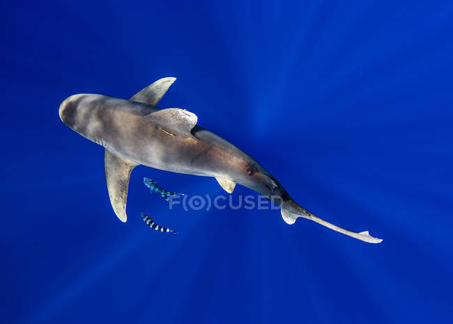 Weißspitzenhai mit gestreiften Fischen unter Wasser — Stockfoto