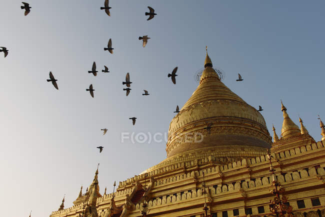 Rebanho de aves sobre Shwezigon Pagoda, Bagan, Birmânia — Fotografia de Stock