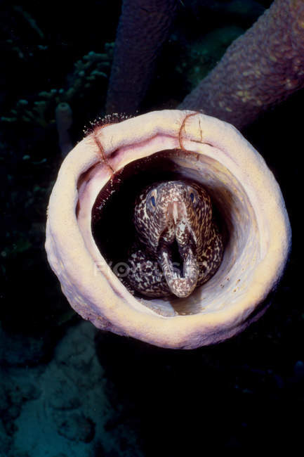Moray eel looking out of sponge, close up — Stock Photo