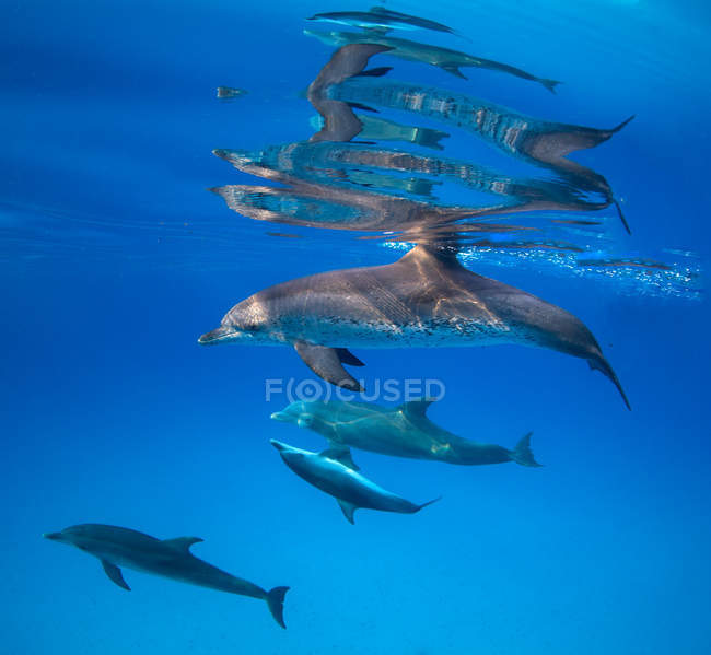 Golfinhos engarrafados atlânticos nadando debaixo d 'água — Fotografia de Stock