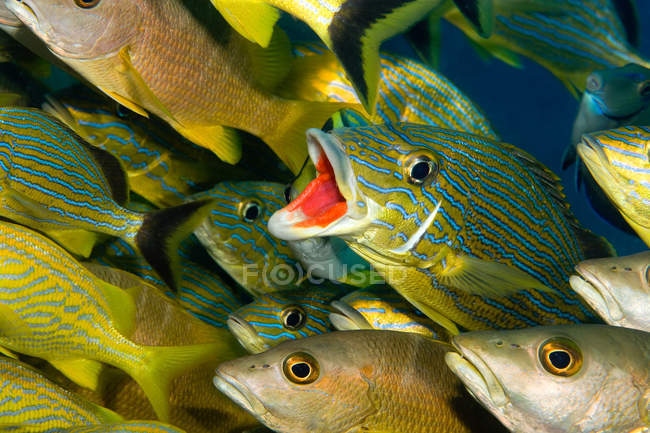 Gros plan des poissons qui fréquentent les bancs sous l'eau — Photo de stock