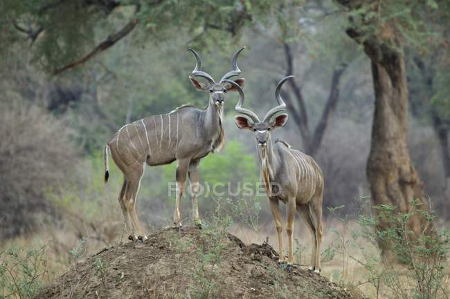 Bulls standing on termite mound — Stock Photo
