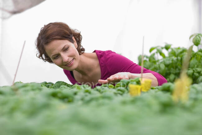 Farming vegetables and fruits — Stock Photo